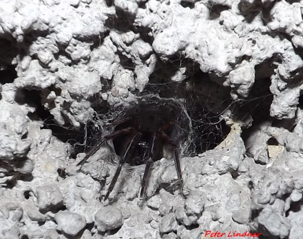Segestria sp. - Varese (VA)